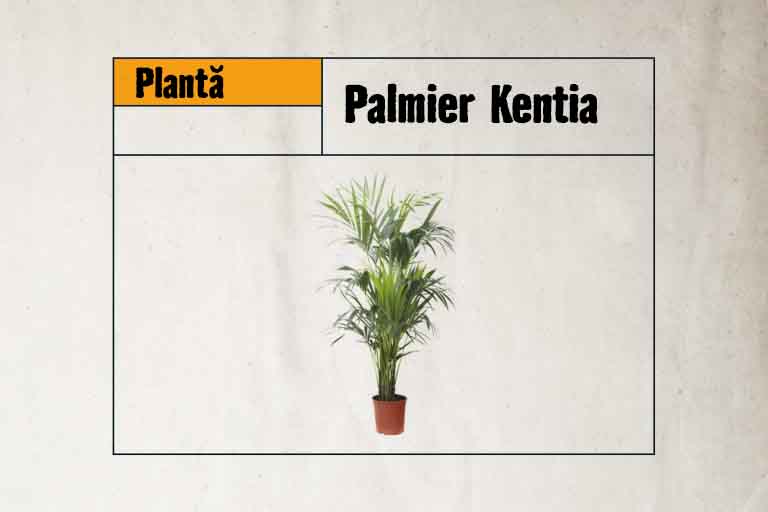 Palmier Kentia în ghiveci