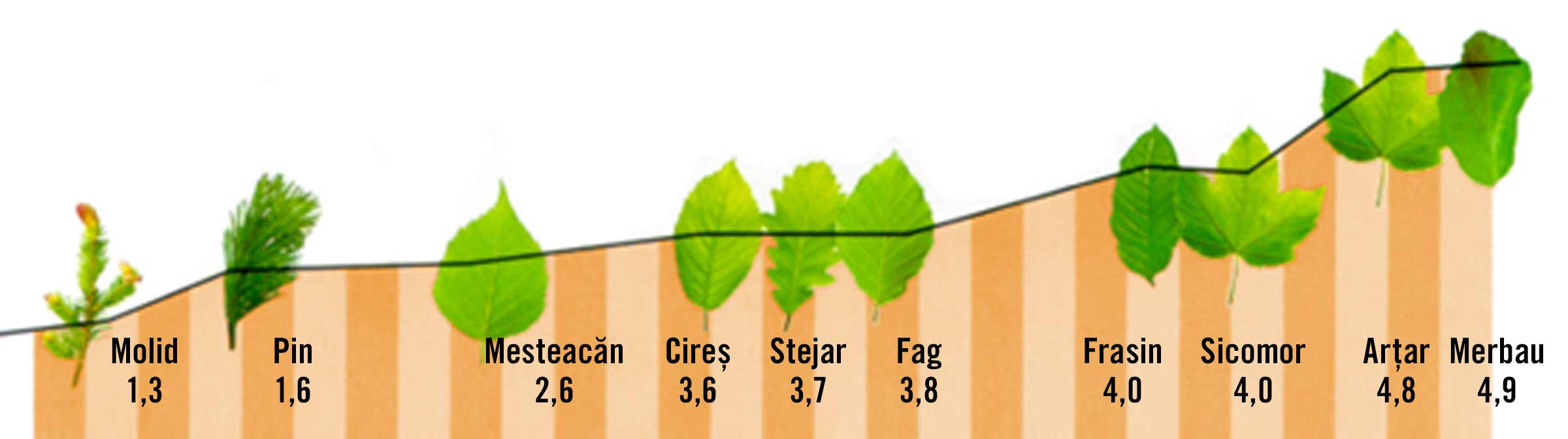 Diagramă cu diferite specii de copaci cu frunze