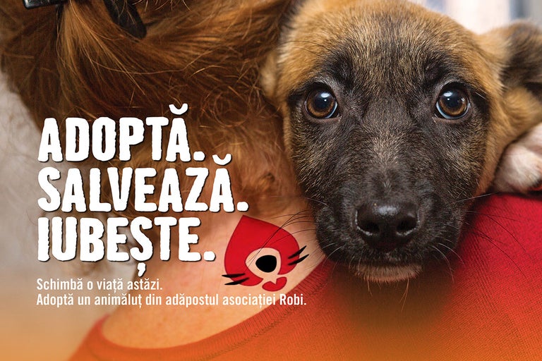 Eveniment de promovare a adopțiilor pentru câini și pisici, la HORNBACH Berceni