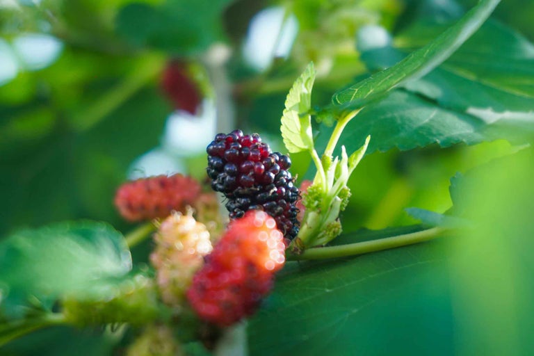 Prim-plan cu mure pe copac