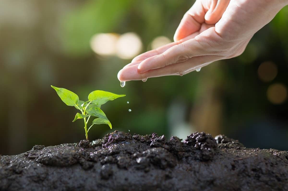 O mână udă o plantă tânără în pământ.