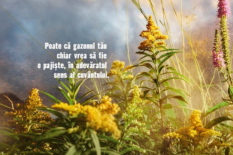 Prim-plan cu flori de câmp aurii și violet