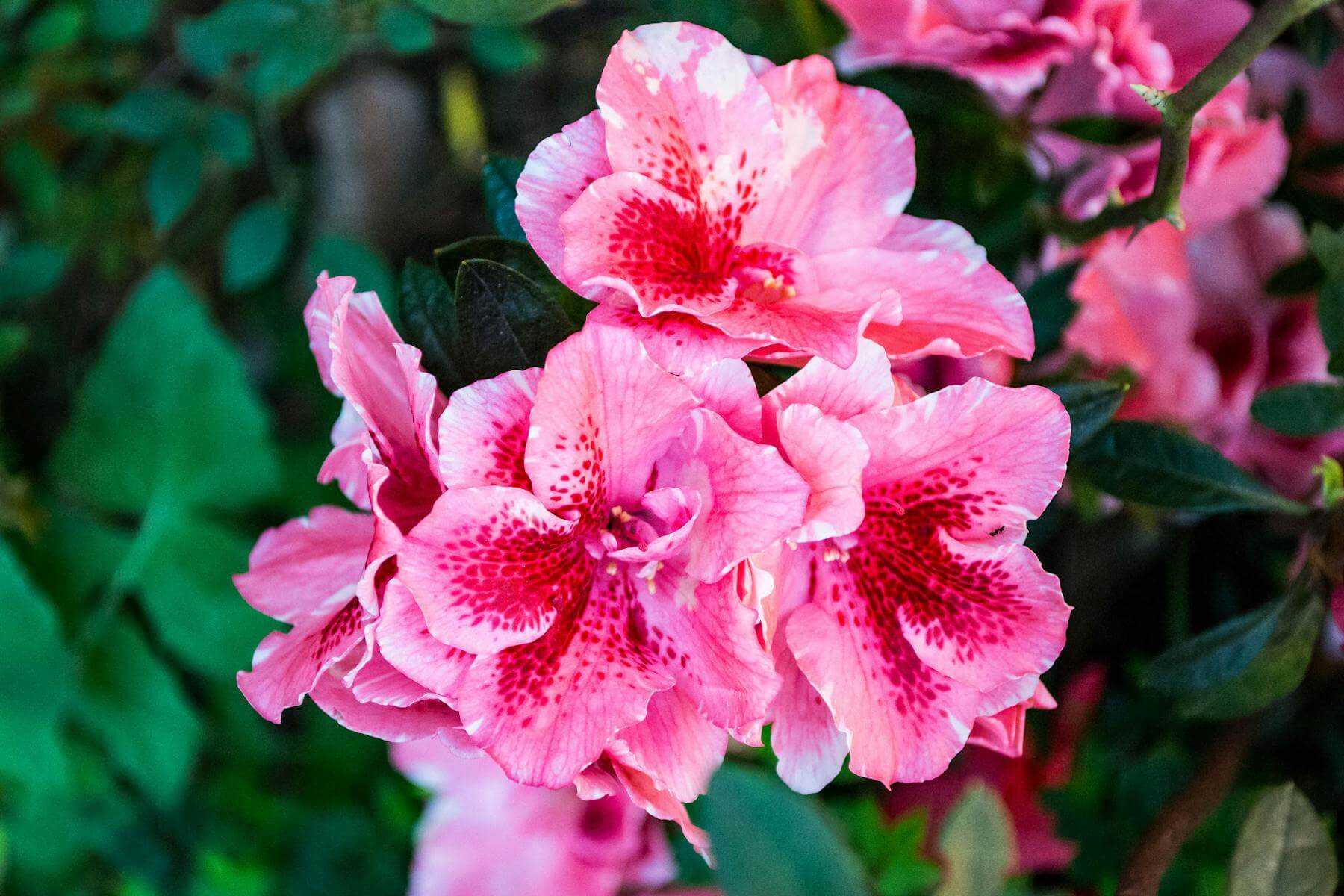 Prim-plan cu o floare de azalee roz