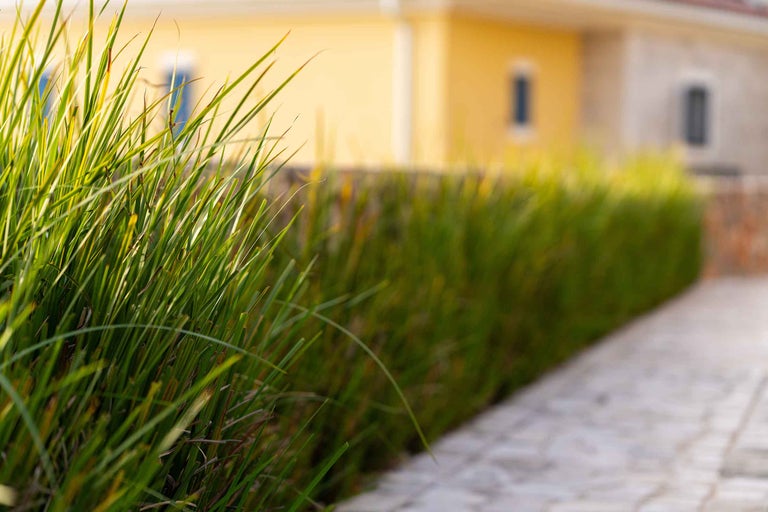 Gard viu din iarbă de-a lungul unei căi în fața unei case