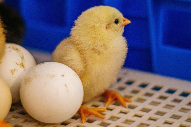 Pui galben cu ouă