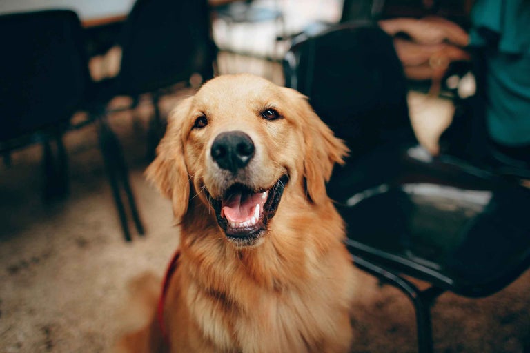 Prim-plan cu un Golden Retriever zâmbitor