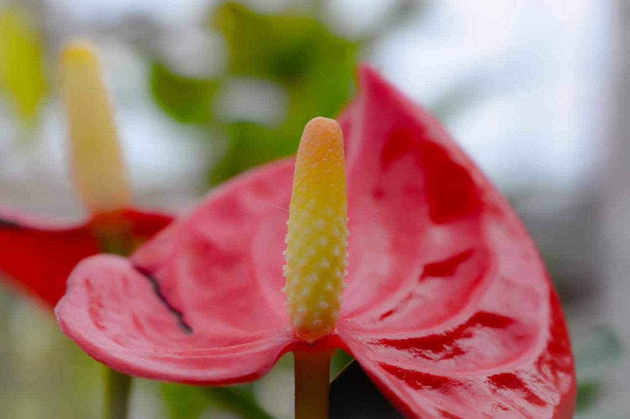 Prim-plan cu o floare roșie de anthurium cu spadix galben