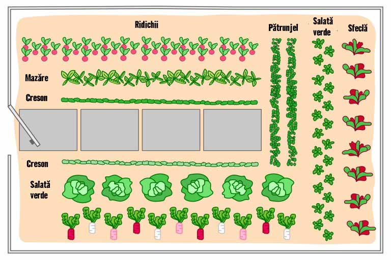 Ilustrație a unei grădini de legume cu ridichi, mazăre, creson, pătrunjel, salată verde și sfeclă