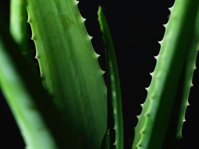 Prim-plan cu frunze de Aloe Vera