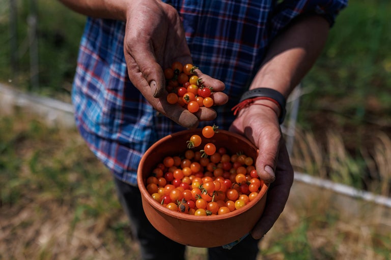 O persoană ține un castron cu roșii mici.