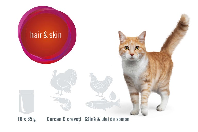 Hrană pentru pisici pentru piele și blană cu curcan, creveți, pui și ulei de somon