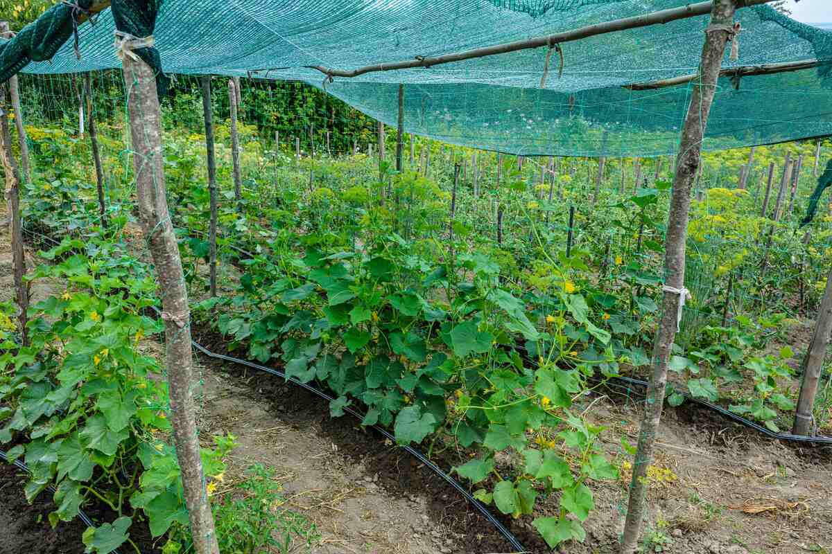 Grădină de legume cu plante și acoperire cu plasă pentru cultivare