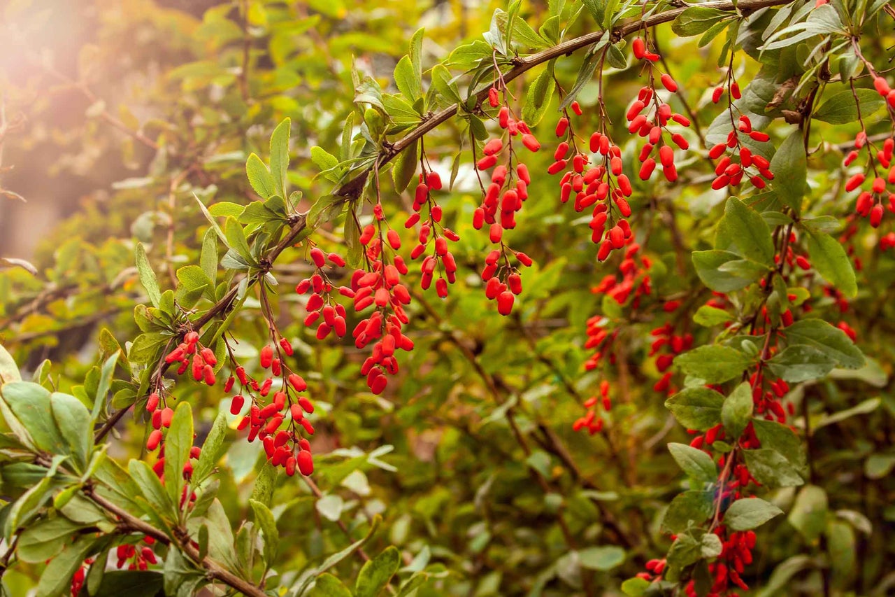 Dracilă cu frunze și fructe de pădure roșii