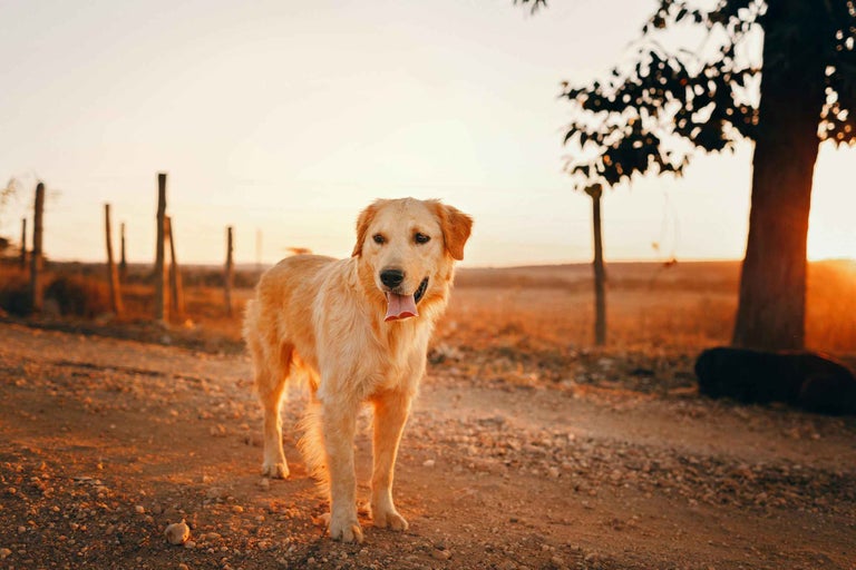 Un Golden Retriever stă pe un drum de câmp.