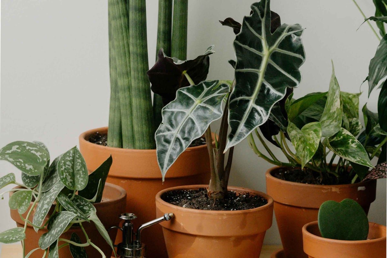 Diverse plante de interior în ghivece de teracotă