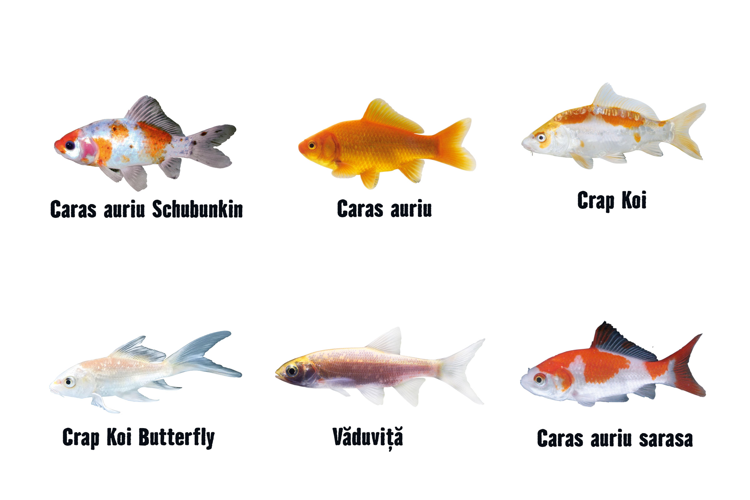 Diverse specii de pești ornamentali pe fundal alb