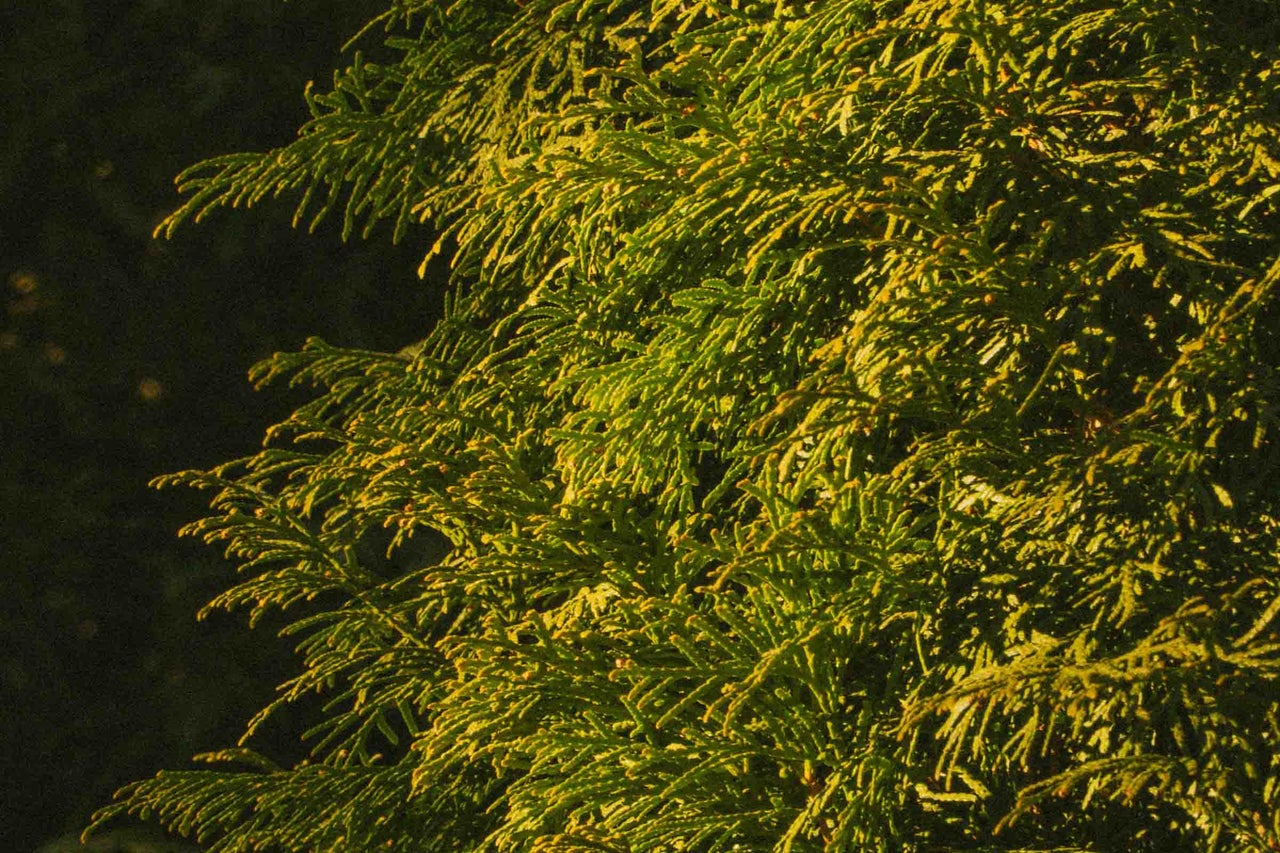 Plan apropiat cu o plantă Thuja cu ramuri dense și solzoase în lumina soarelui.