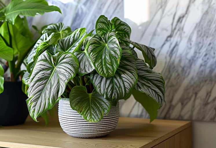 Plantă de interior Philodendron Verrucosum în ghiveci cu dungi pe o masă