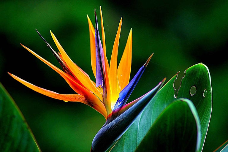 Floare pasărea paradisului cu frunze