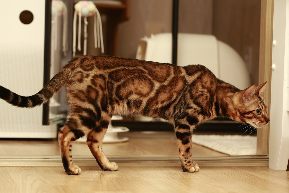Pisică Bengal stând pe o podea de lemn