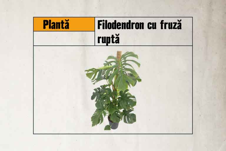 Philodendron, plantă de apartament cu frunze despicate într-un ghiveci