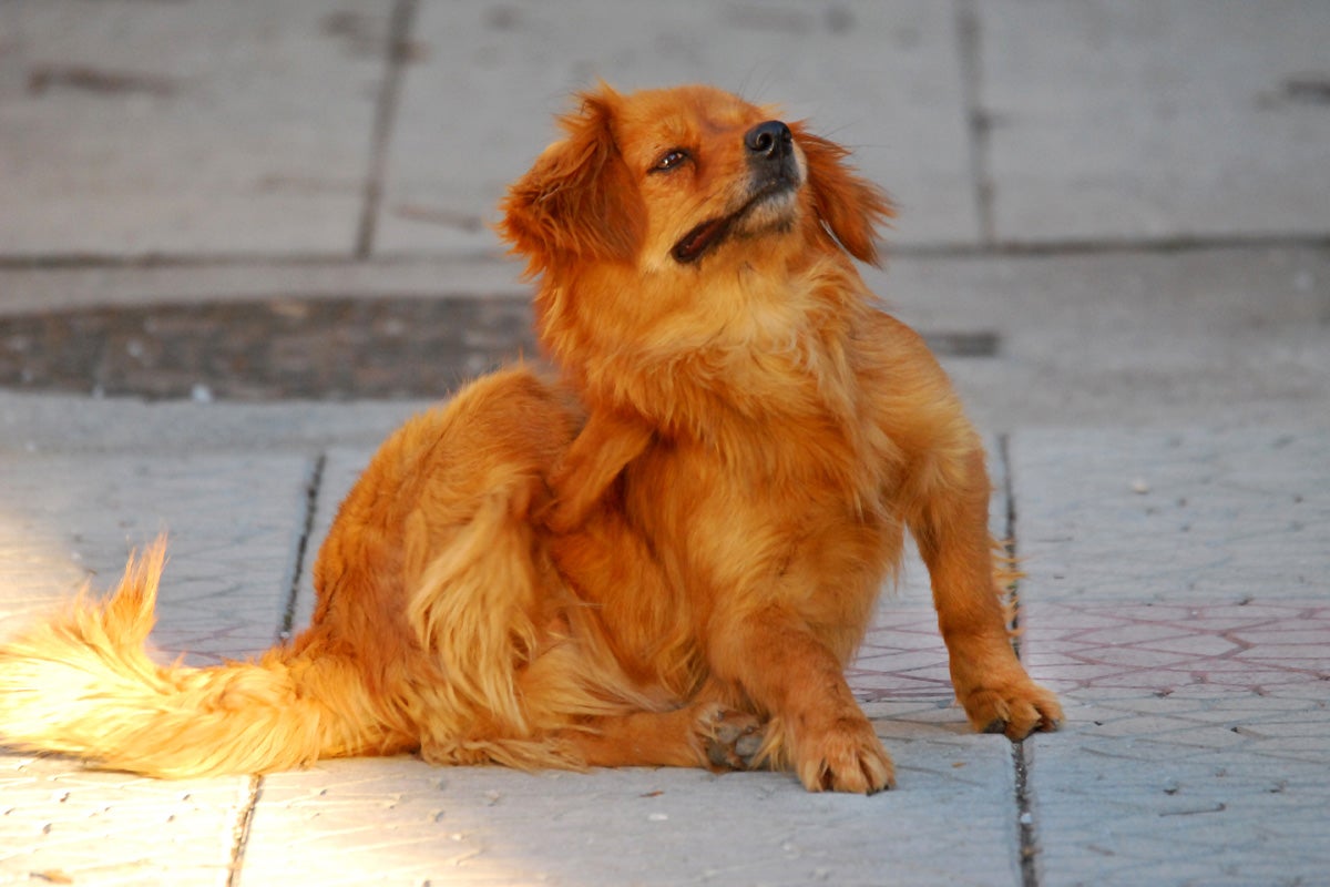 Un câine auriu se scarpină afară.
