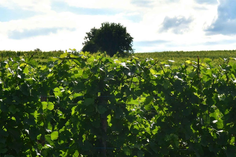 Vie cu viță de vie și copac în fundal