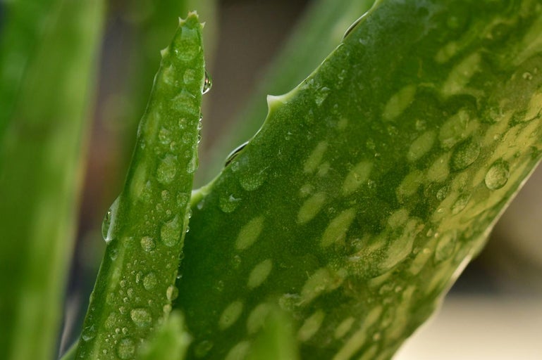 Prim-plan cu frunze de Aloe Vera cu picături de apă