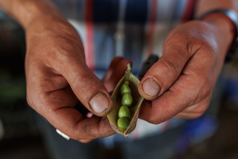 O mână ține o păstaie de mazăre cu mazăre.