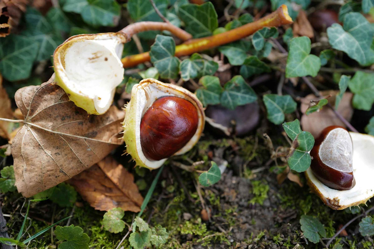 Prim-plan cu castane deschise pe pământ