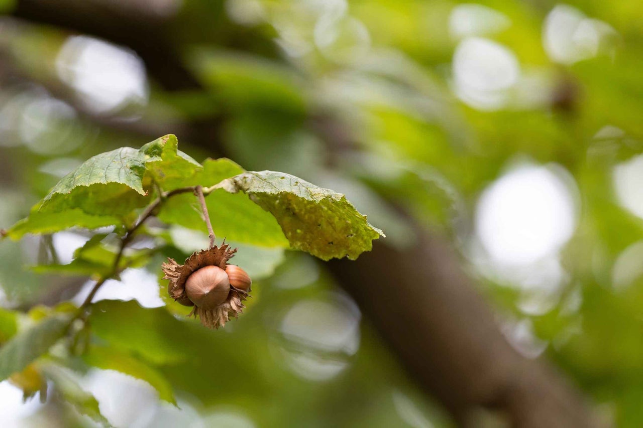 Alune de pădure cu frunze în copac