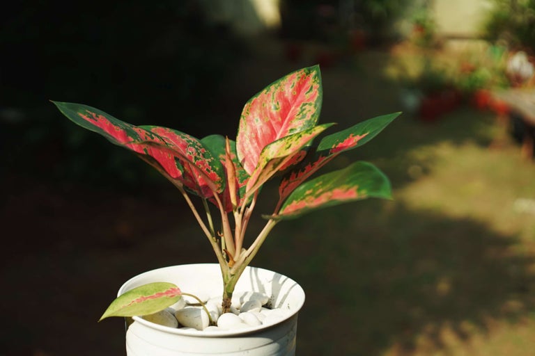 Planta de apartament Aglaonema într-un ghiveci cu pietricele