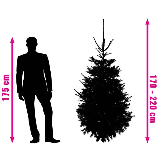 Comparație de dimensiuni: brad cu indicație de dimensiune de 170 până la 220 de centimetri și persoană cu 175 de centimetri