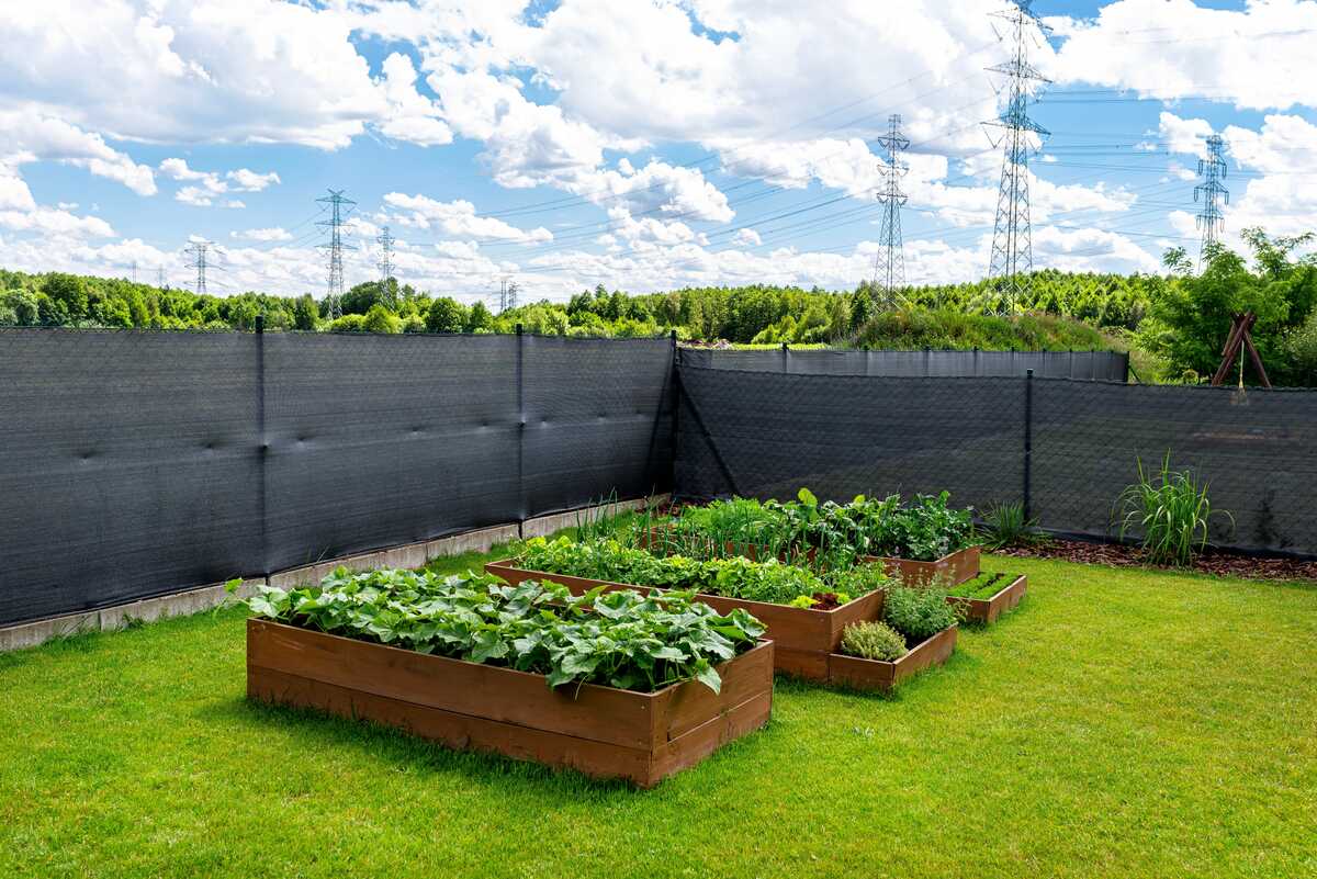 Grădină cu straturi înălțate, plantate cu legume și ierburi, în fața unui gard ca paravan de confidențialitate