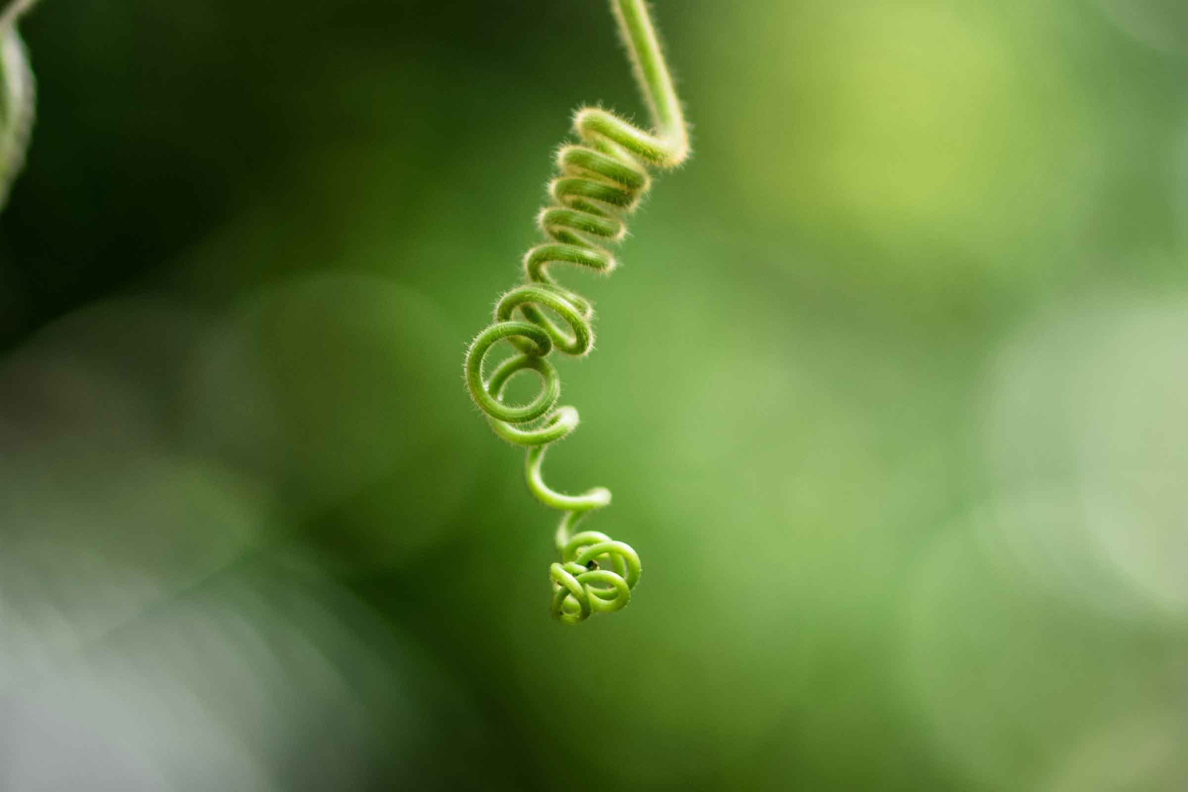 Prim-plan cu cârcel spiralat de plantă