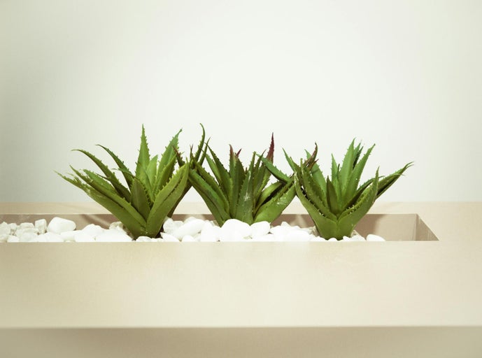Plante decorative de Aloe Vera într-un ghiveci cu pietre albe.