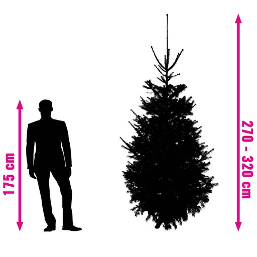 Ilustrație a unui pom cu indicarea dimensiunii între 270 și 320 de centimetri