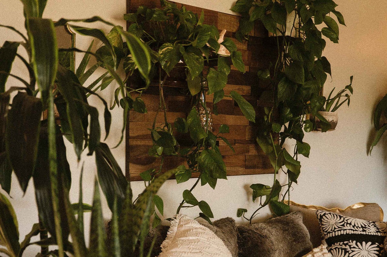 Living decorativ cu plante și perne pe o canapea