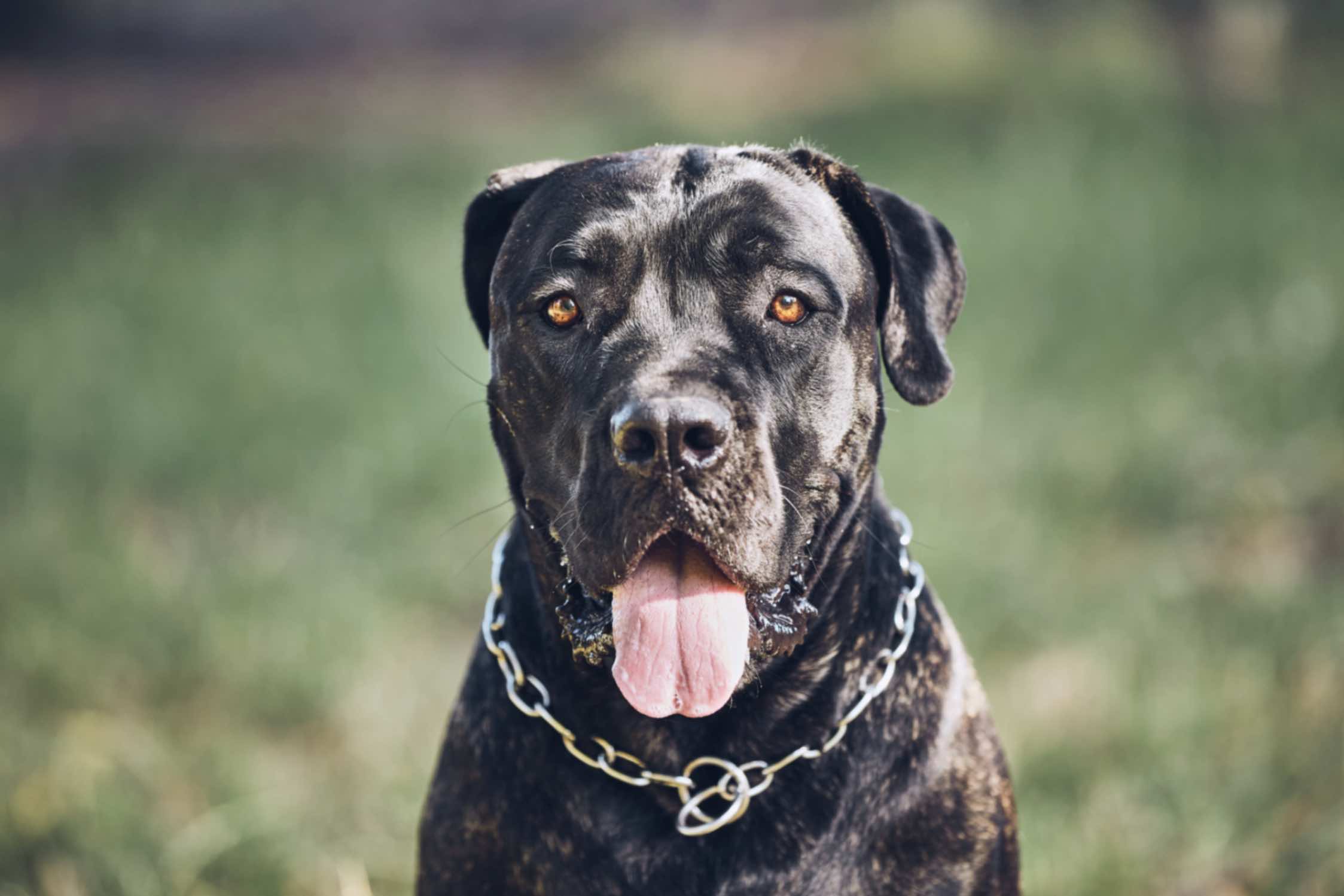 Portretul unui câine Cane Corso cu lanț de gât argintiu