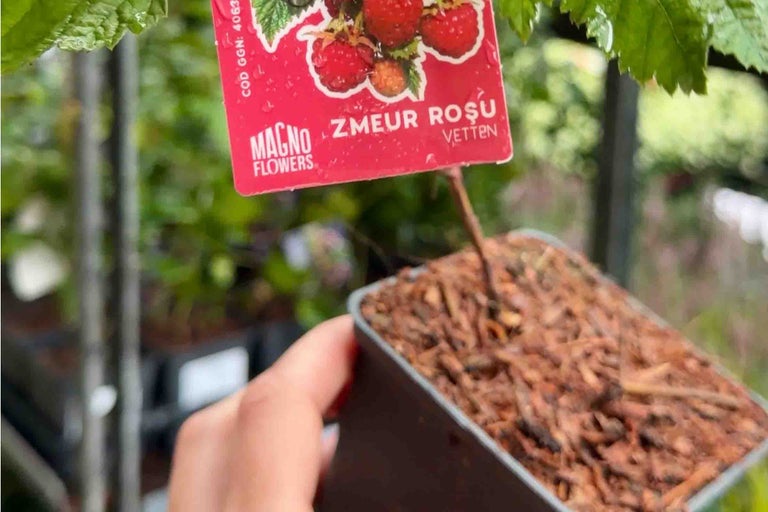 Plantă de zmeur la ghiveci cu etichetă pentru identificarea soiului