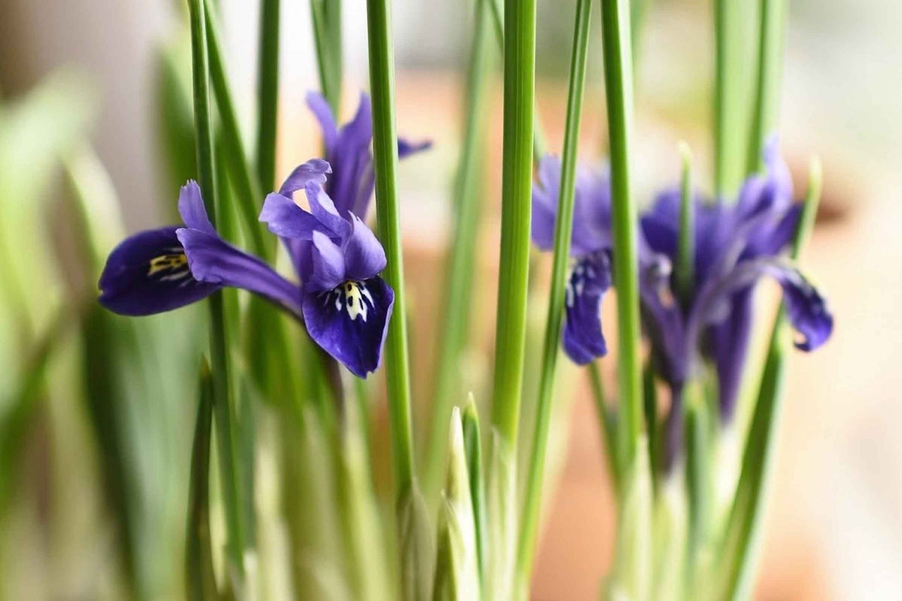 Prim-plan cu irisi reticulata infloriti cu frunze verzi lungi si flori violet