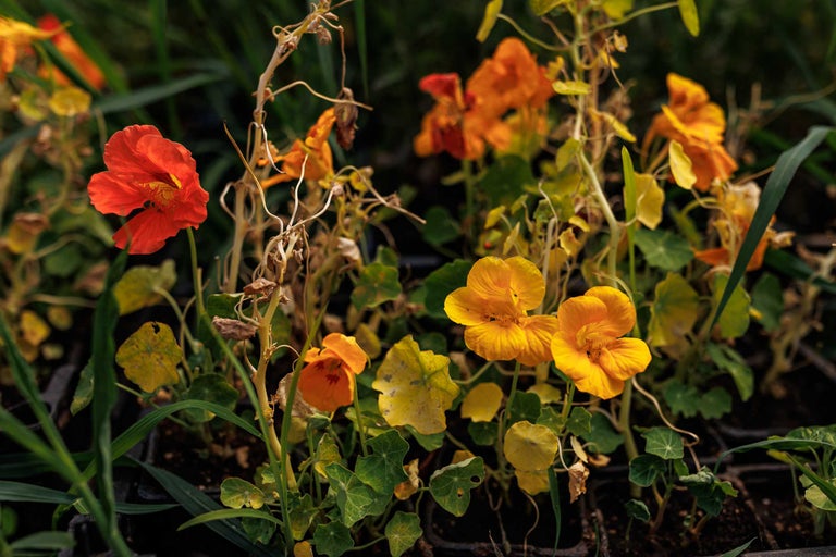 Plante de condurul-doamnei într-un strat de grădină