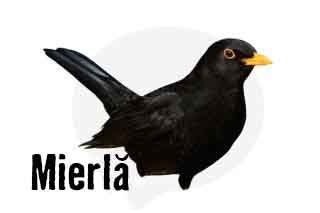 Mierlă cu cioc galben