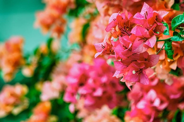 Prim-plan cu flori de bougainvillea