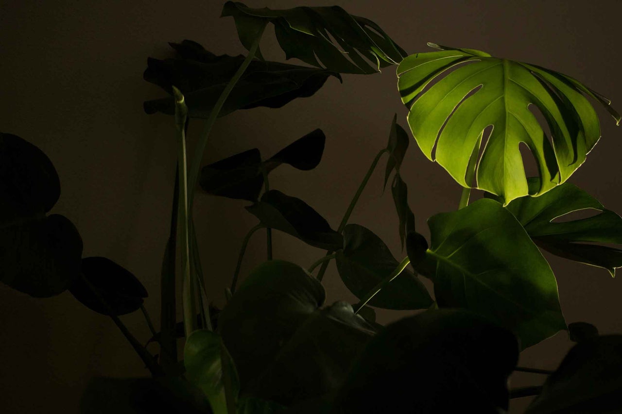 Plantă de interior Monstera cu frunze perforate
