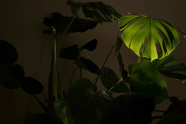 Plantă de interior Monstera cu frunze perforate