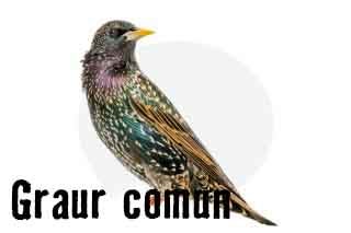 Graur comun