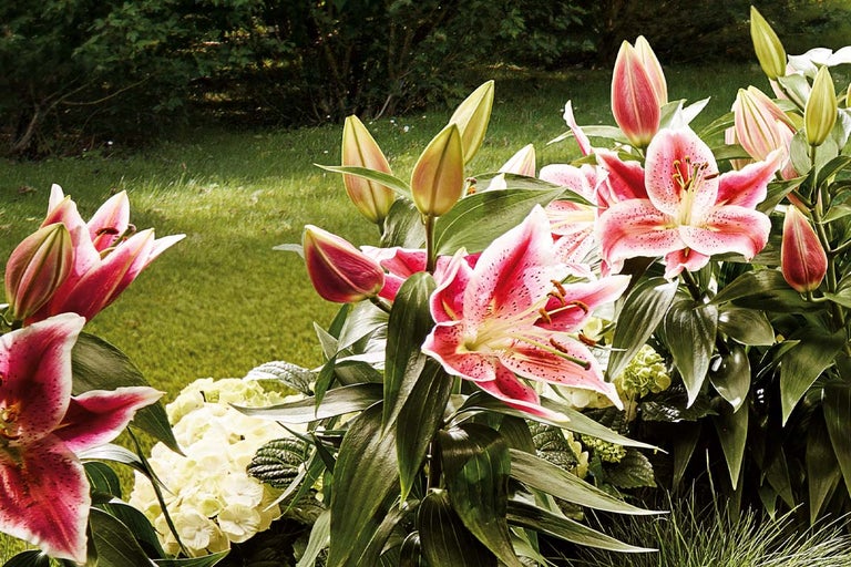 Prim-plan cu flori de crin și boboci în grădină.