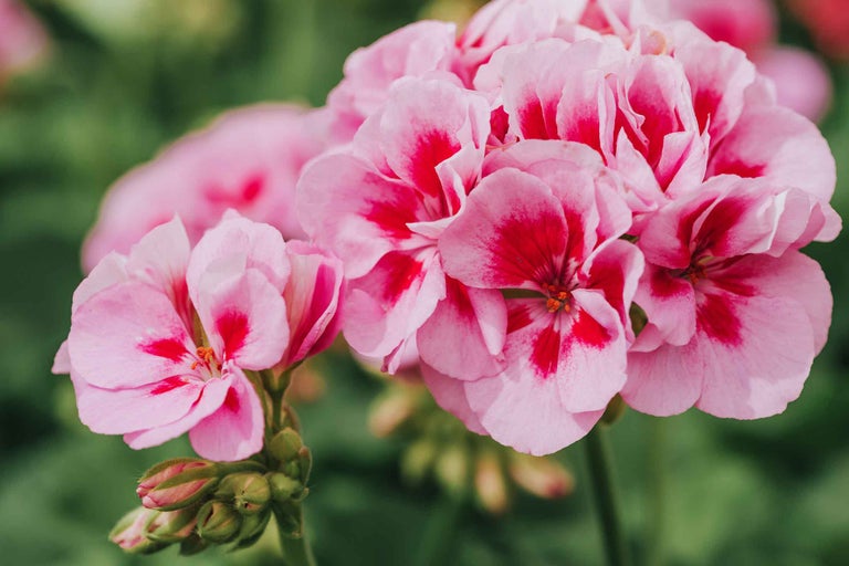 Prim-plan cu mușcate roz cu centrul închis la culoare pe fundal verde.