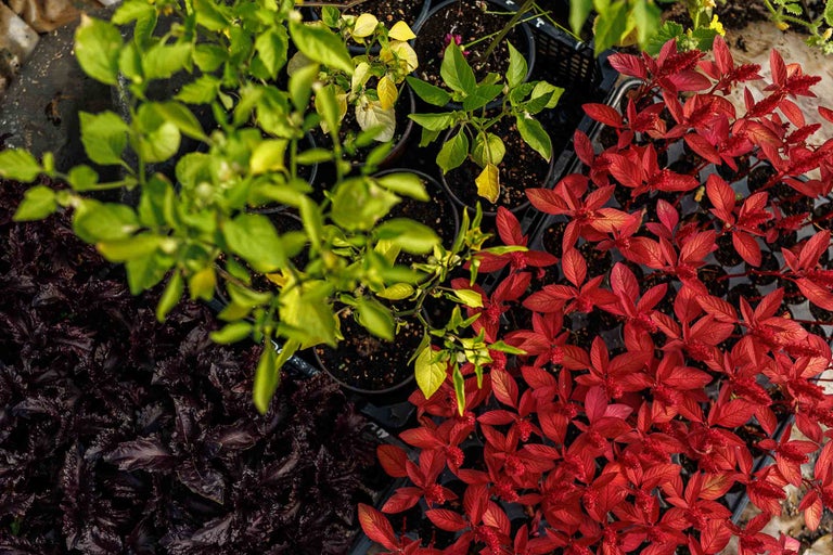 Vedere a diferitelor răsaduri cu frunze roșii și verzi într-o cutie de creștere